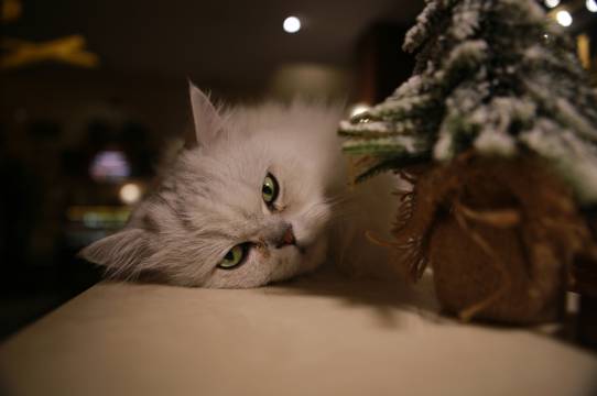 厦门神秘图鉴·SecretLand民宿(中山路步行街八市店)图片