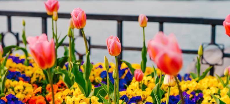 南京玄武湖Ascott雅诗阁公寓酒店图片