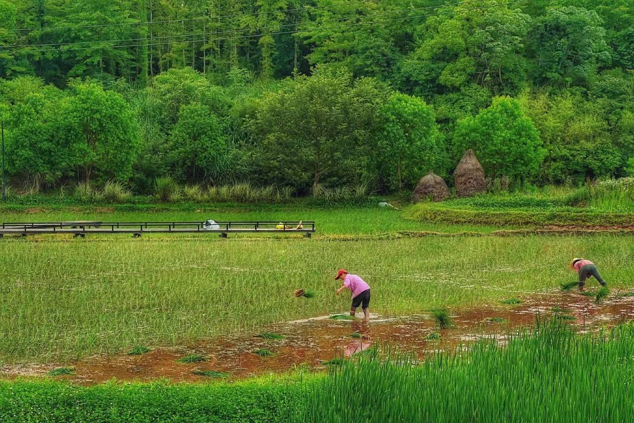 黄山休宁田居里艺术度假村Villa Hotel图片