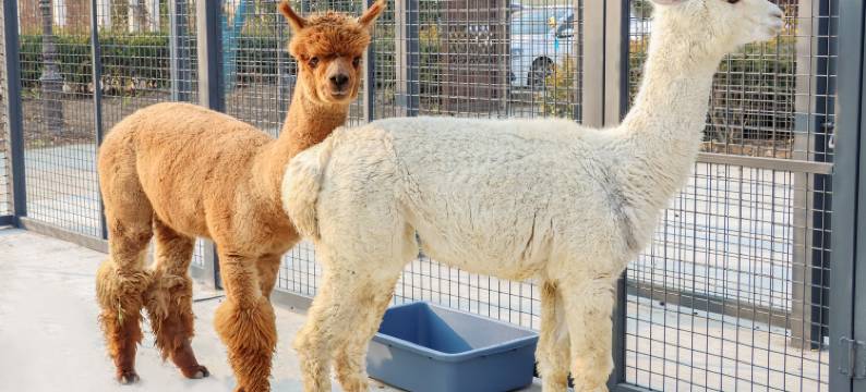 泰安泰岳温德姆酒店图片