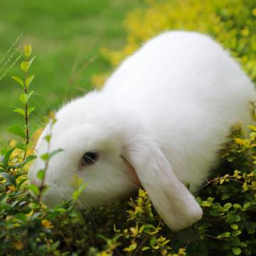 珠海望海楼酒店图片