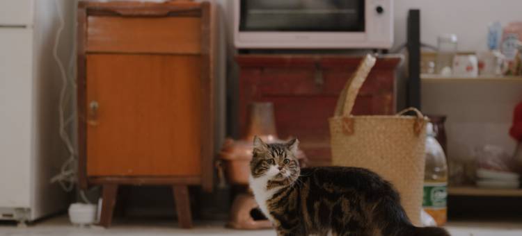 花筑·取景框花园民宿(大理古城店)图片