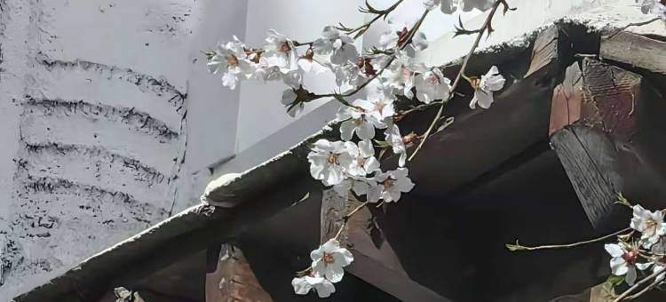 五色茎别院|繁花入梦Holiday Villa藏式贵族庭院美宿图片