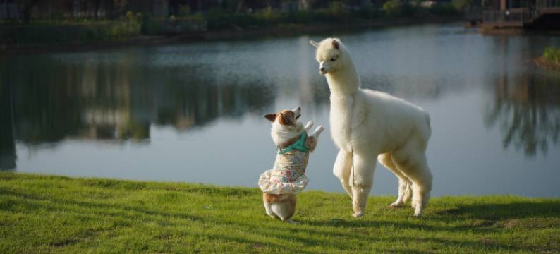 武汉城建开元森泊度假酒店图片