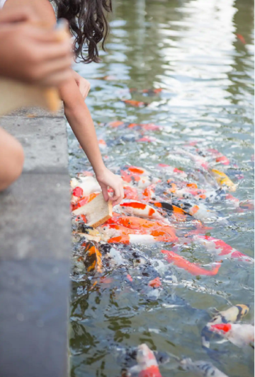 龙门地派温泉度假村图片