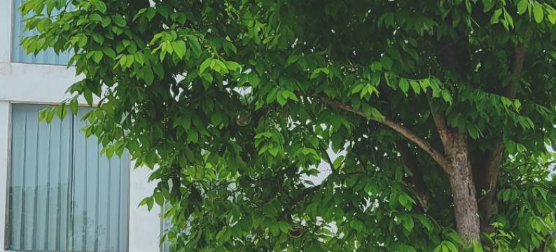 东江湖白廊荣腾阁渡假民宿图片