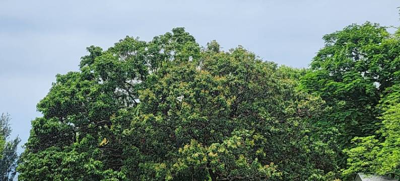 香港长洲西园图片