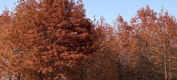 吉楚酒店(长沙松雅湖星沙文体中心地铁站店)图片