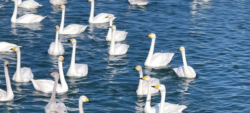 尚客优·光影花园丨Vacation轻奢简约设计酒店(三门峡陕州区店)图片