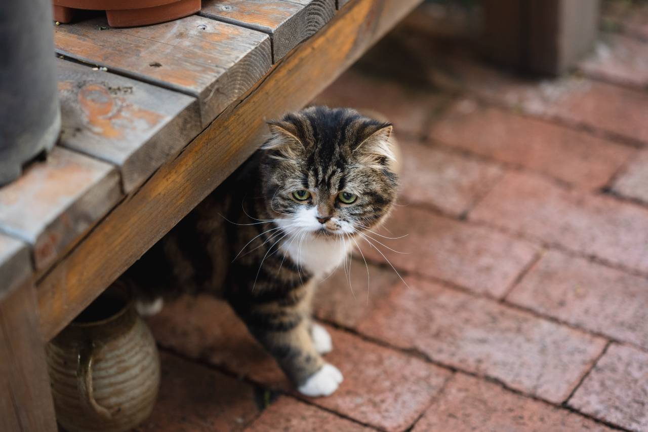 花筑·取景框花园民宿(大理古城店)图片