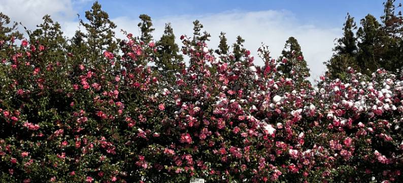 济州阿里亚酒店(Aria Hotel)图片