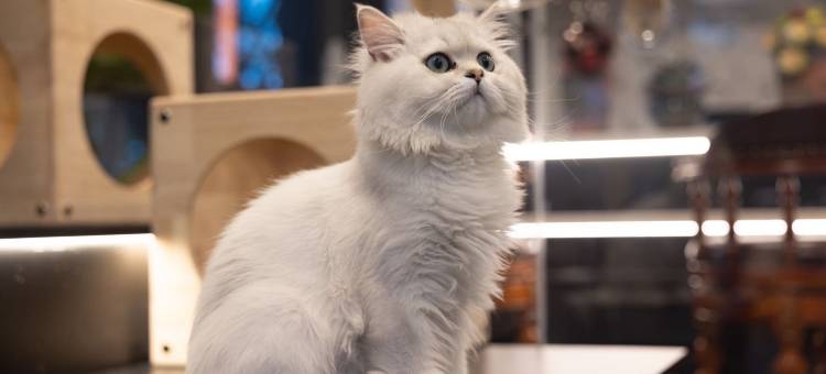 久居可漫咖酒店(乌鲁木齐高铁站店)图片