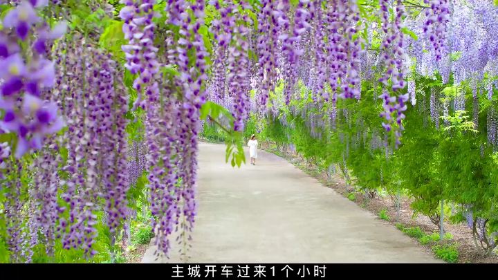 江津紫藤花园
