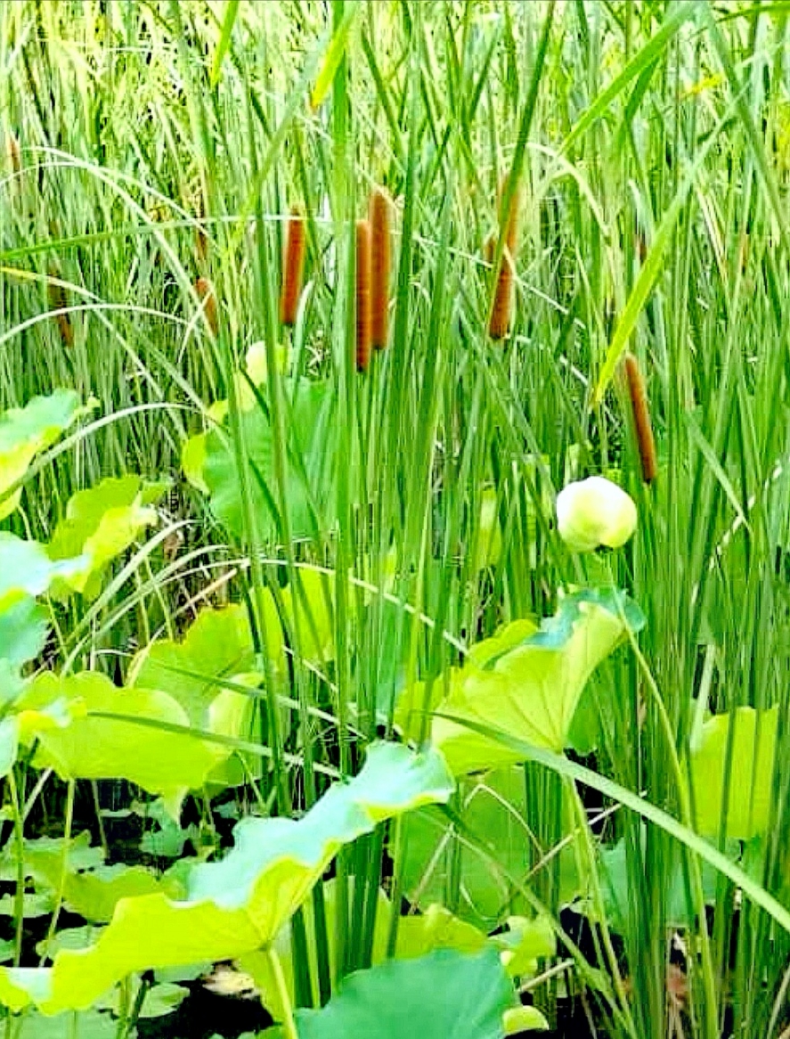 辽河蒲笋味清嘉