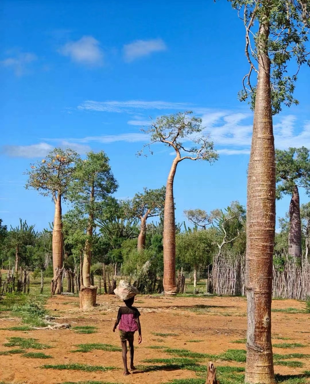 马达加斯加猴面包树