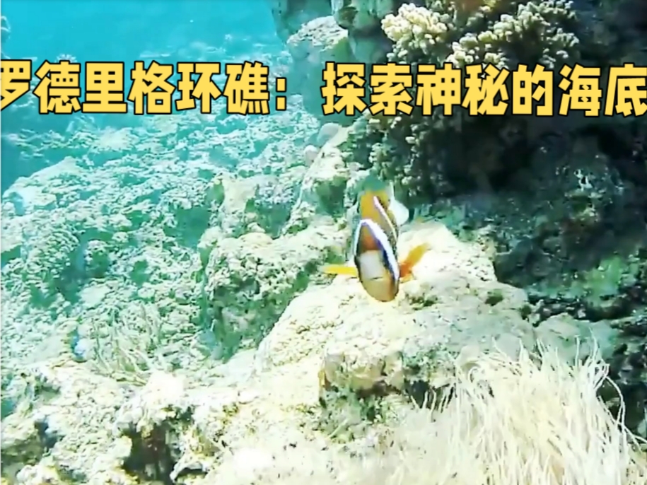 罗德里格环礁：探索神秘的海底世界