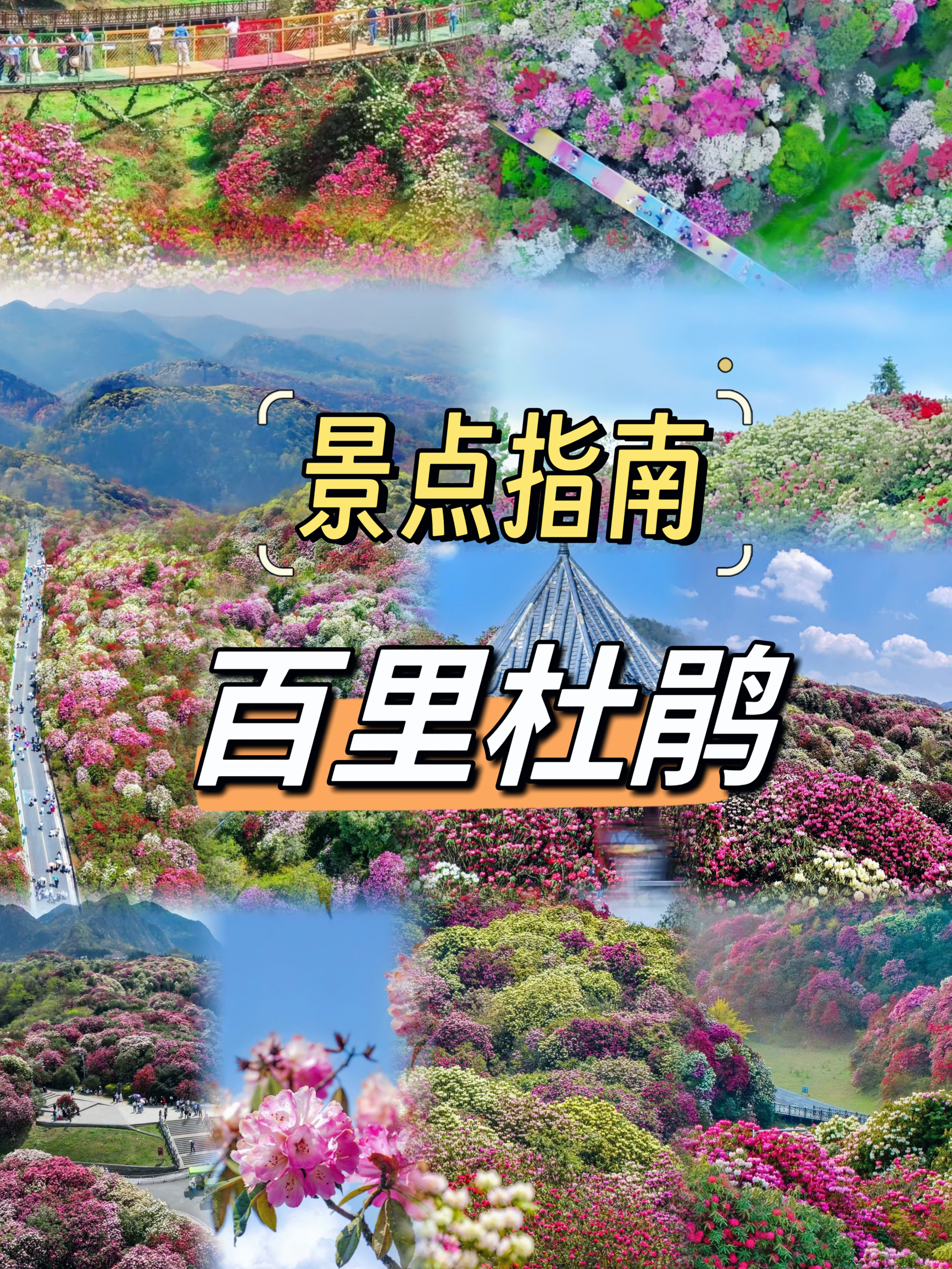 贵州·毕节·百里杜鹃🌺旅游攻略🌈