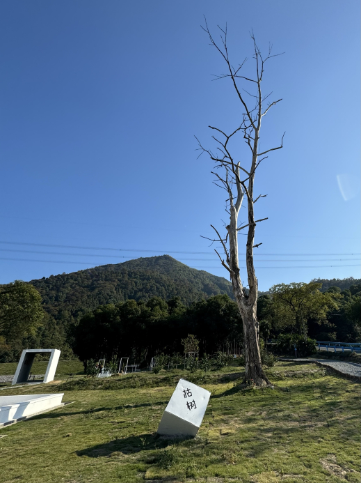 枯树空间