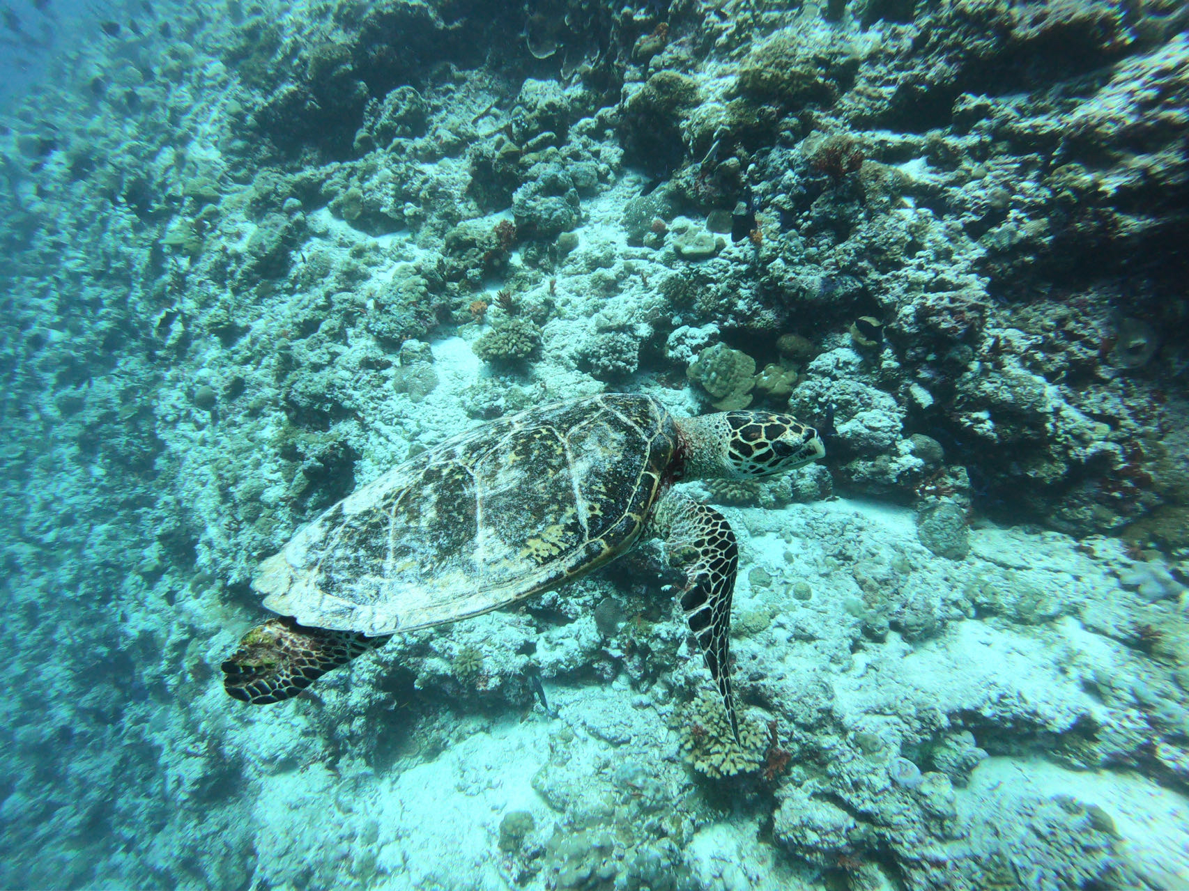 马尔代夫的海龟们