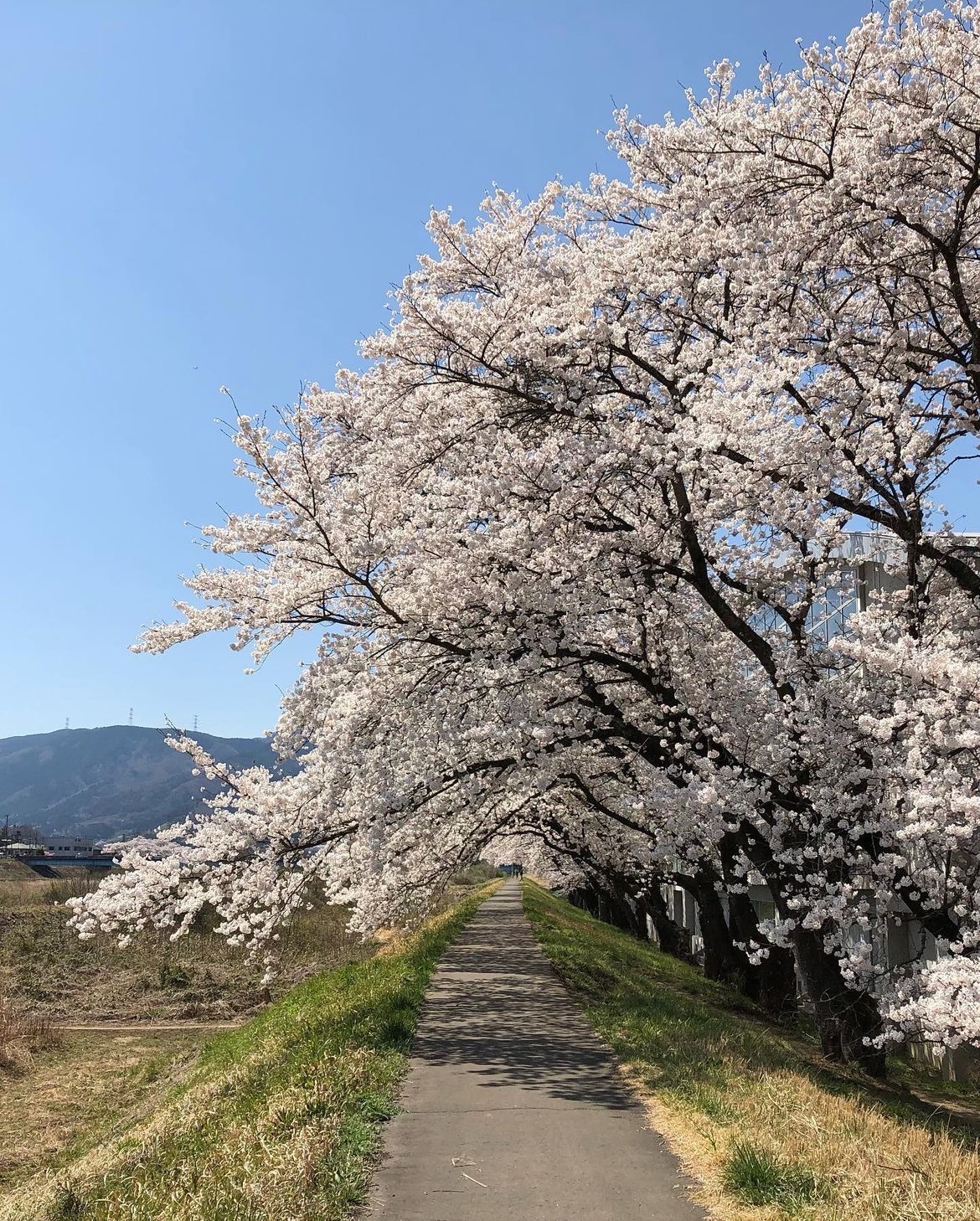 🌿🌸【自然的呼唤】🌸🌿 探索宫城县白石市的隐藏绿洲——白石川绿地公园🍃🌈（しろいしかわりょくちこうえ