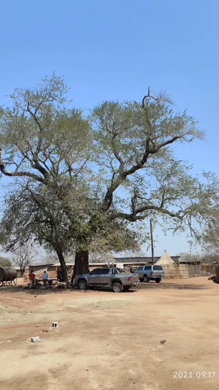 参观原生态民俗村，利文斯通(赞比亚)​(Mukuni)村