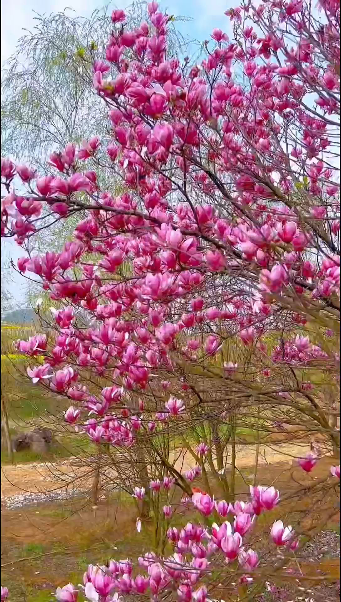 春天里的浪漫，不能没有鲜花#赴一场春天的约 #春暖花开奔你而来