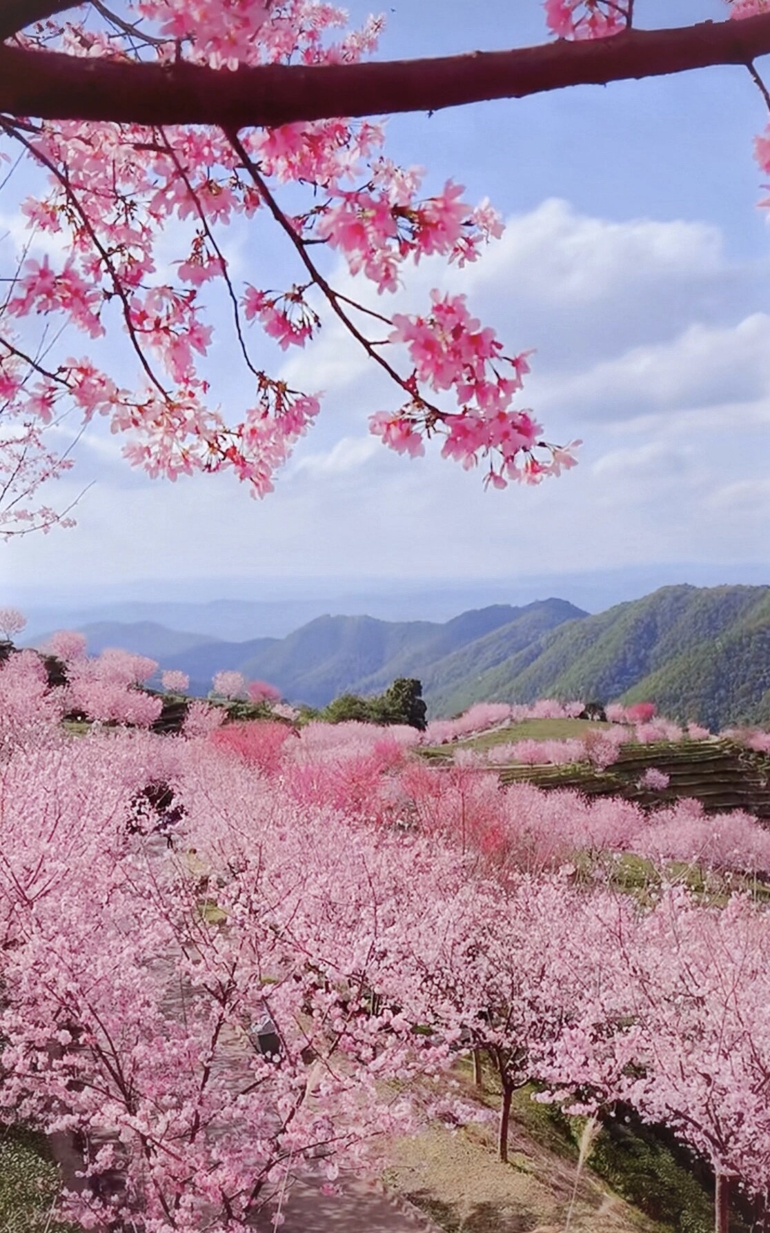 梅州｜阴那山｜共赴樱花之约🌸