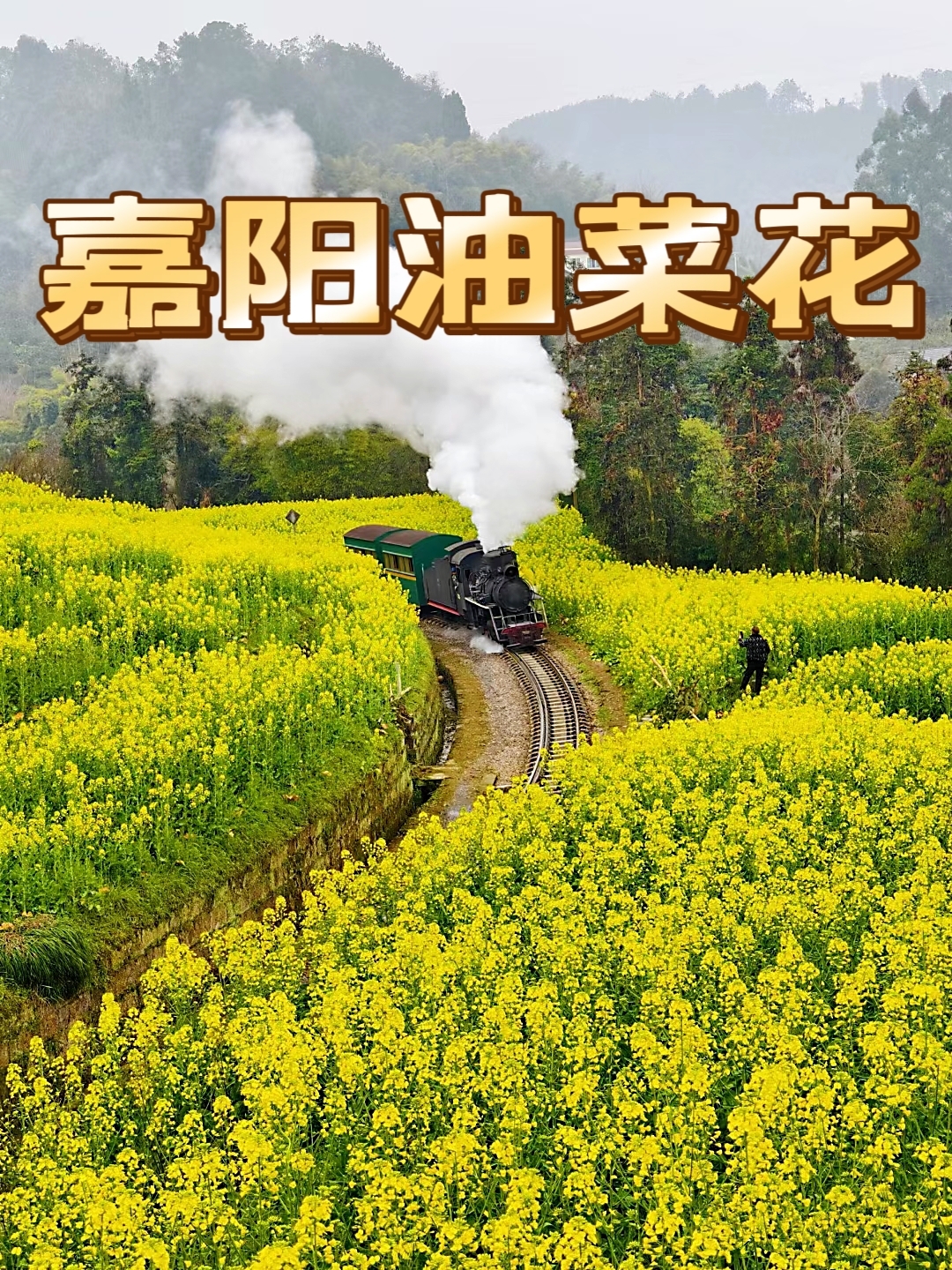 走进历史与油菜花的绝美蒸汽小火车🚞