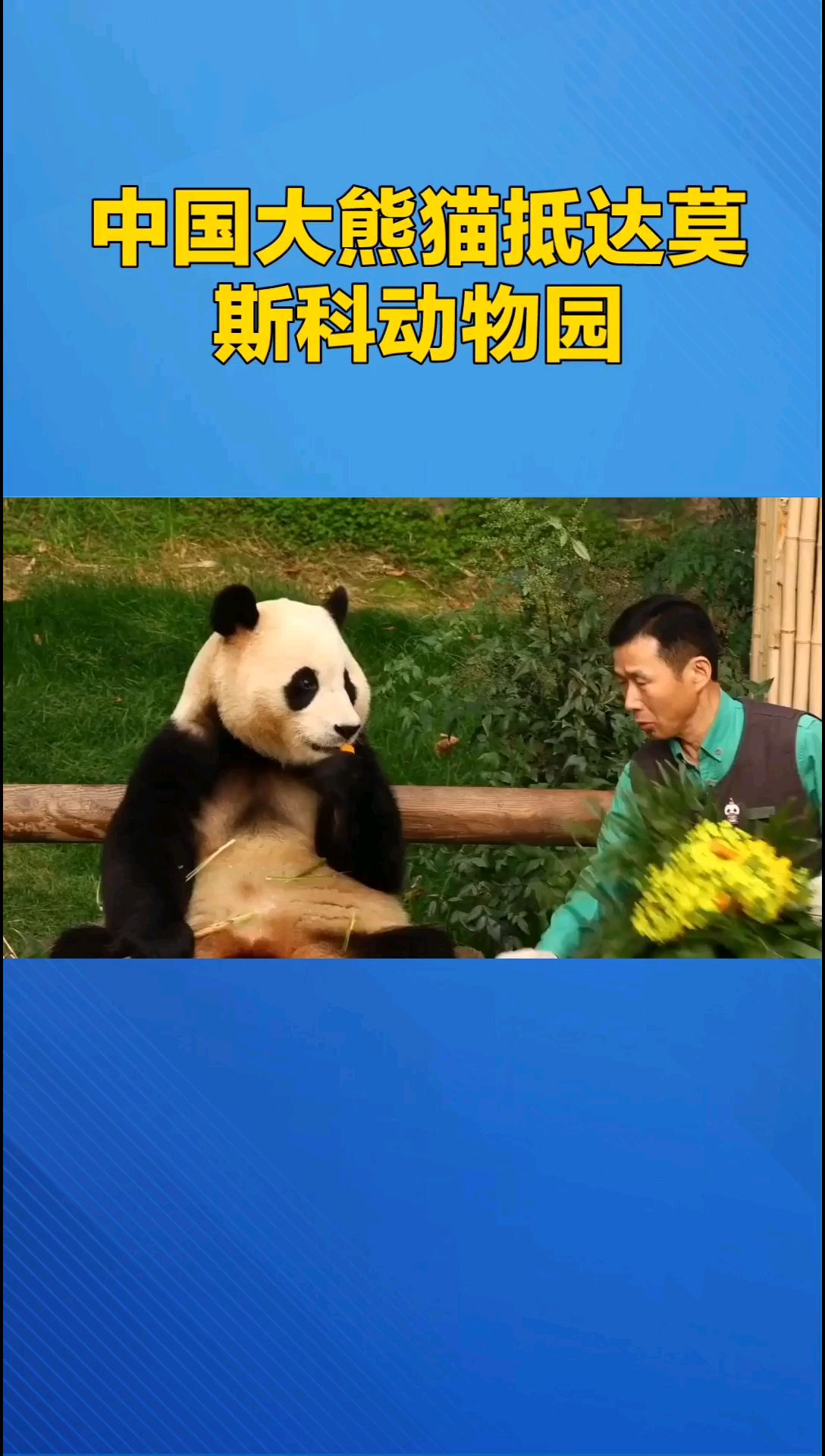 俄罗斯莫斯科·旅俄大熊猫与游客正式见