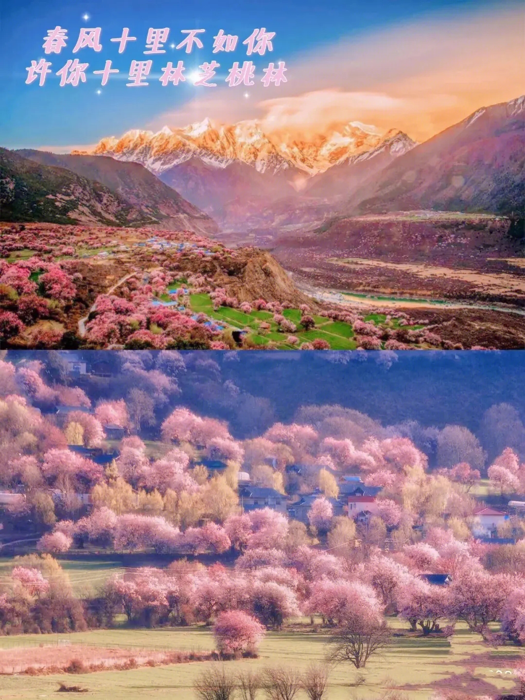 🌸西藏林芝桃花盛景：粉色的诗与远方🌸