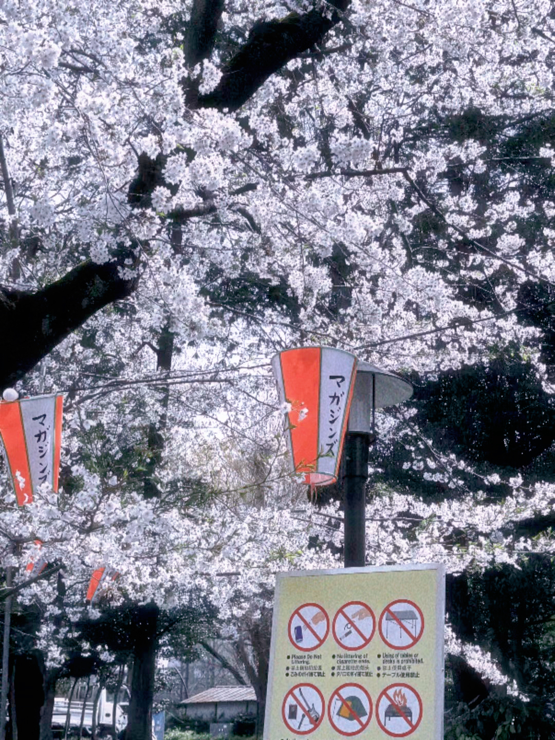 🇯🇵终于赶上日本樱花盛开