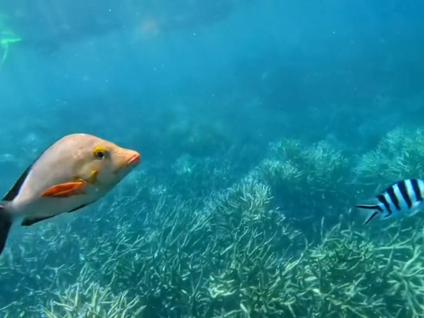 穿越海洋奇境，探索大堡礁的神奇！⛵🐠