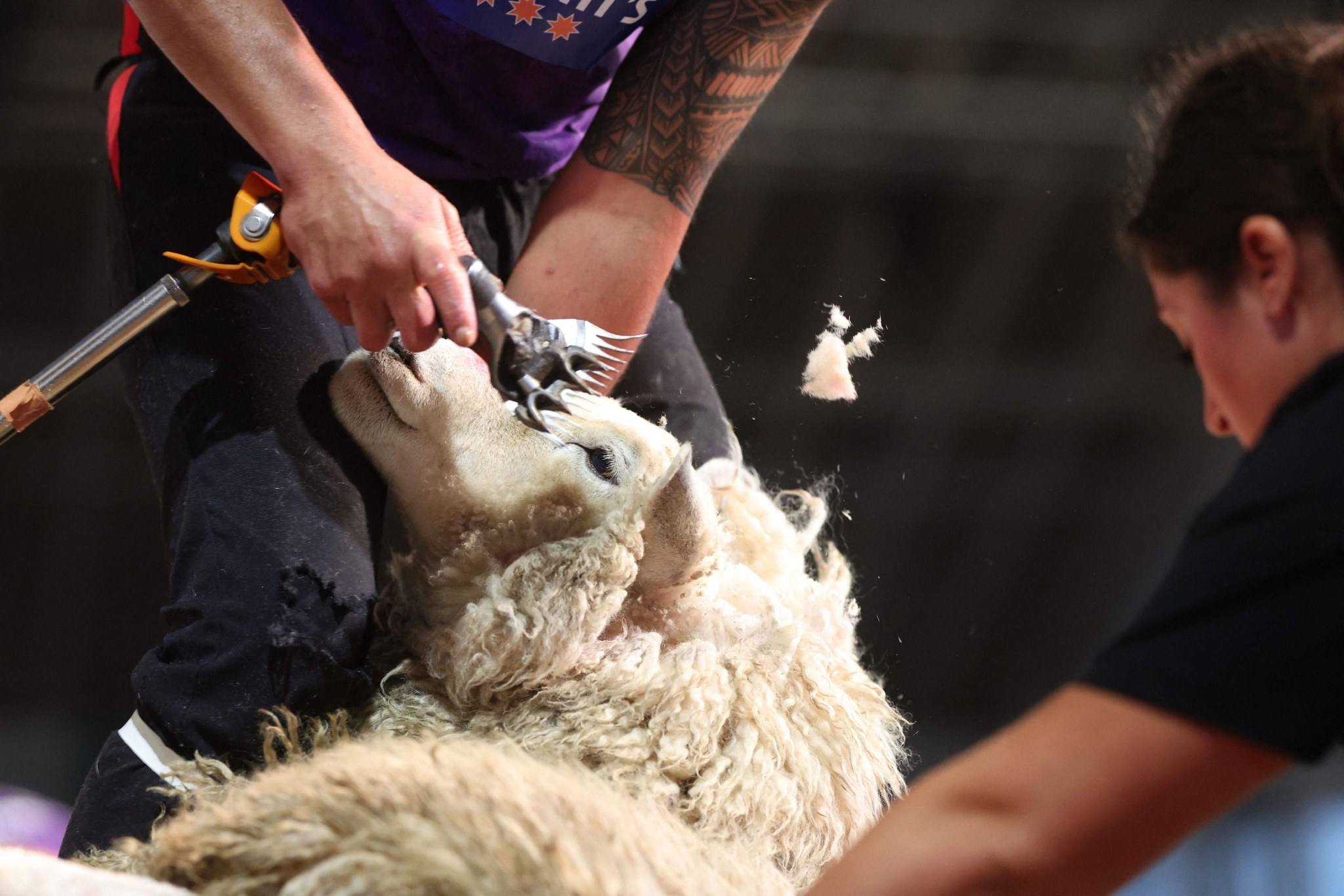 争夺“金剪子”，新西兰剪羊毛大赛气氛火热