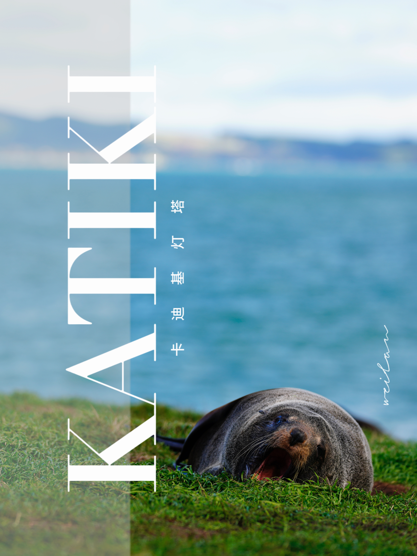新西兰🇳🇿｜发现一个看野生海豹的秘地🦭
