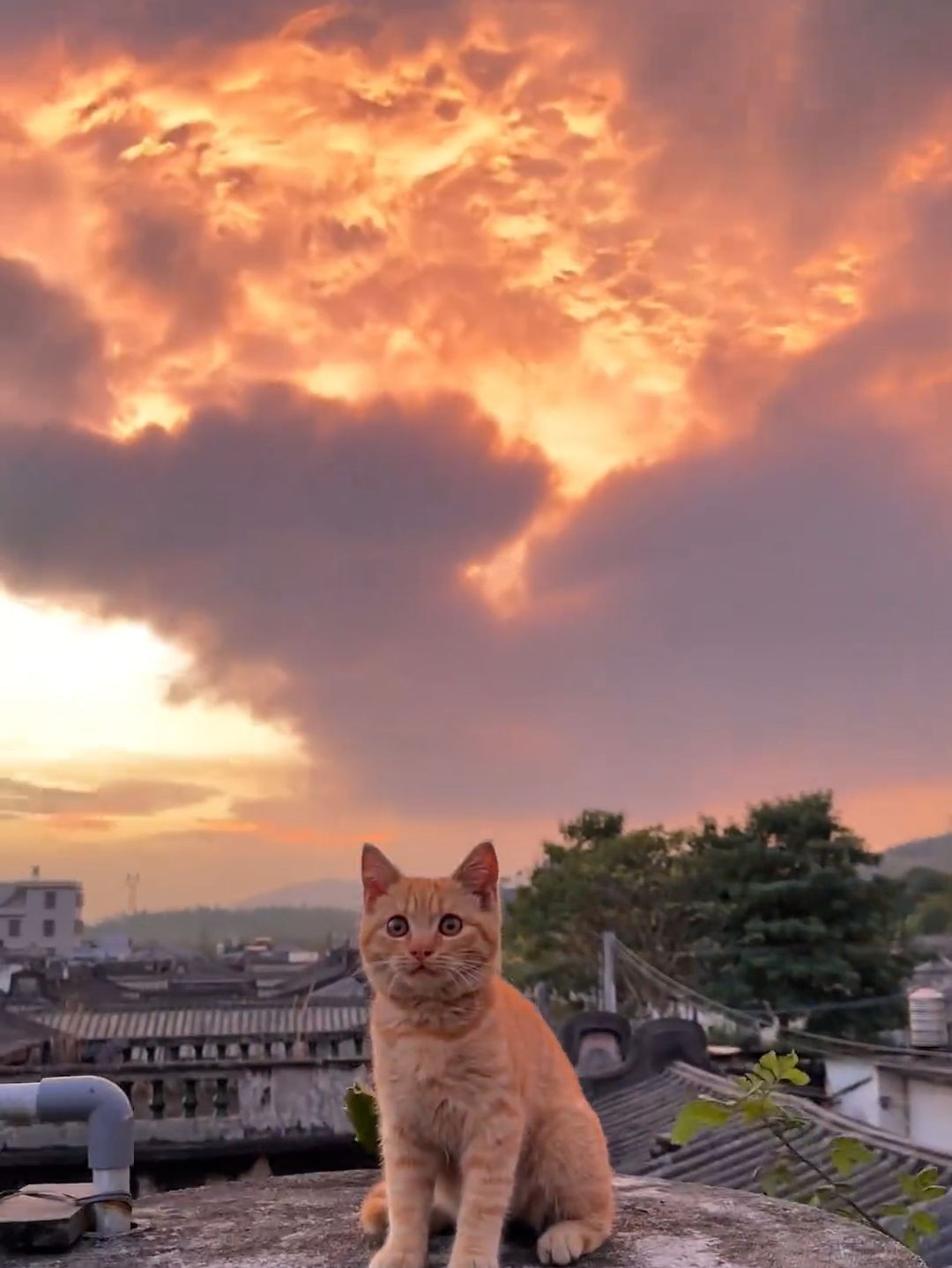 喜欢晚霞 喜欢小猫 喜欢你