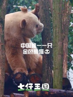 七仔：小🍎在前面的树杈上#大熊猫七仔 #想rua