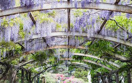 Wisteria Cafe