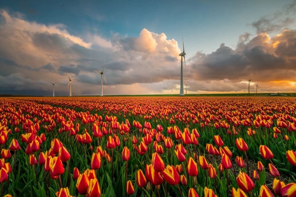 春日荷兰，郁金香绽放：2024荷兰郁金香节全攻略