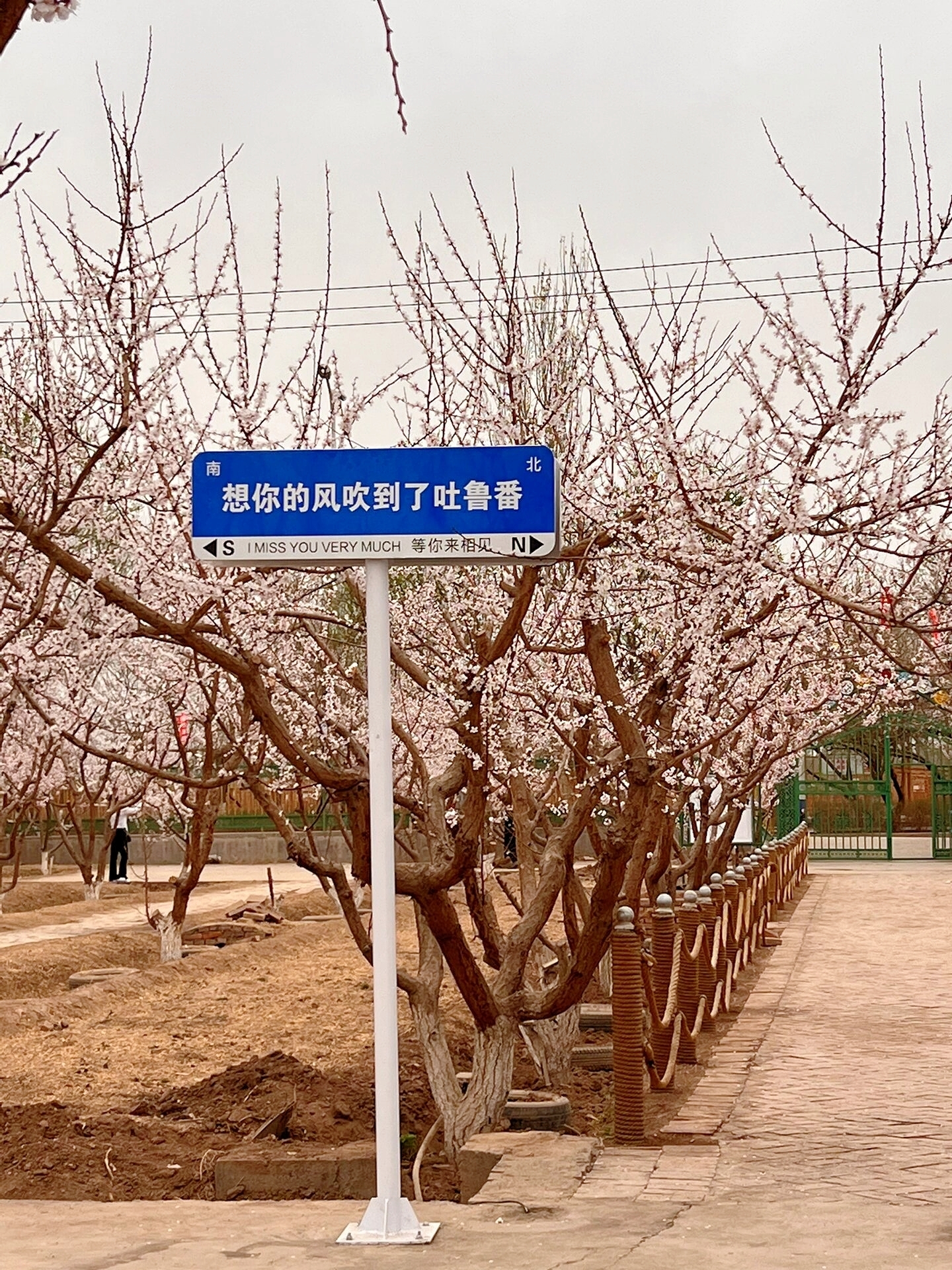 托克逊杏花园：赏花海，悟人生