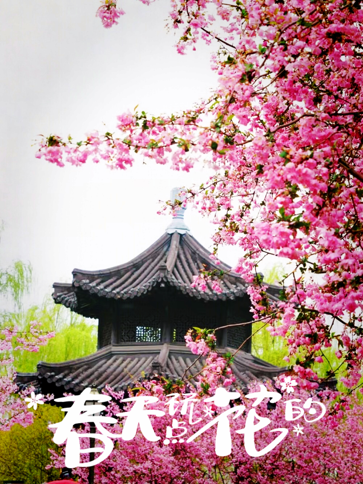 南京莫愁湖公园之海棠花