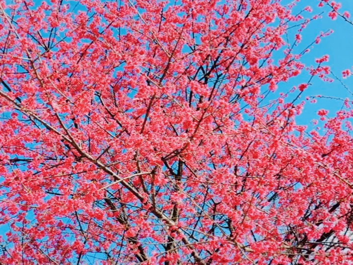 不用去国外，就能看到美丽的樱花，淡季最漂亮的🌸
