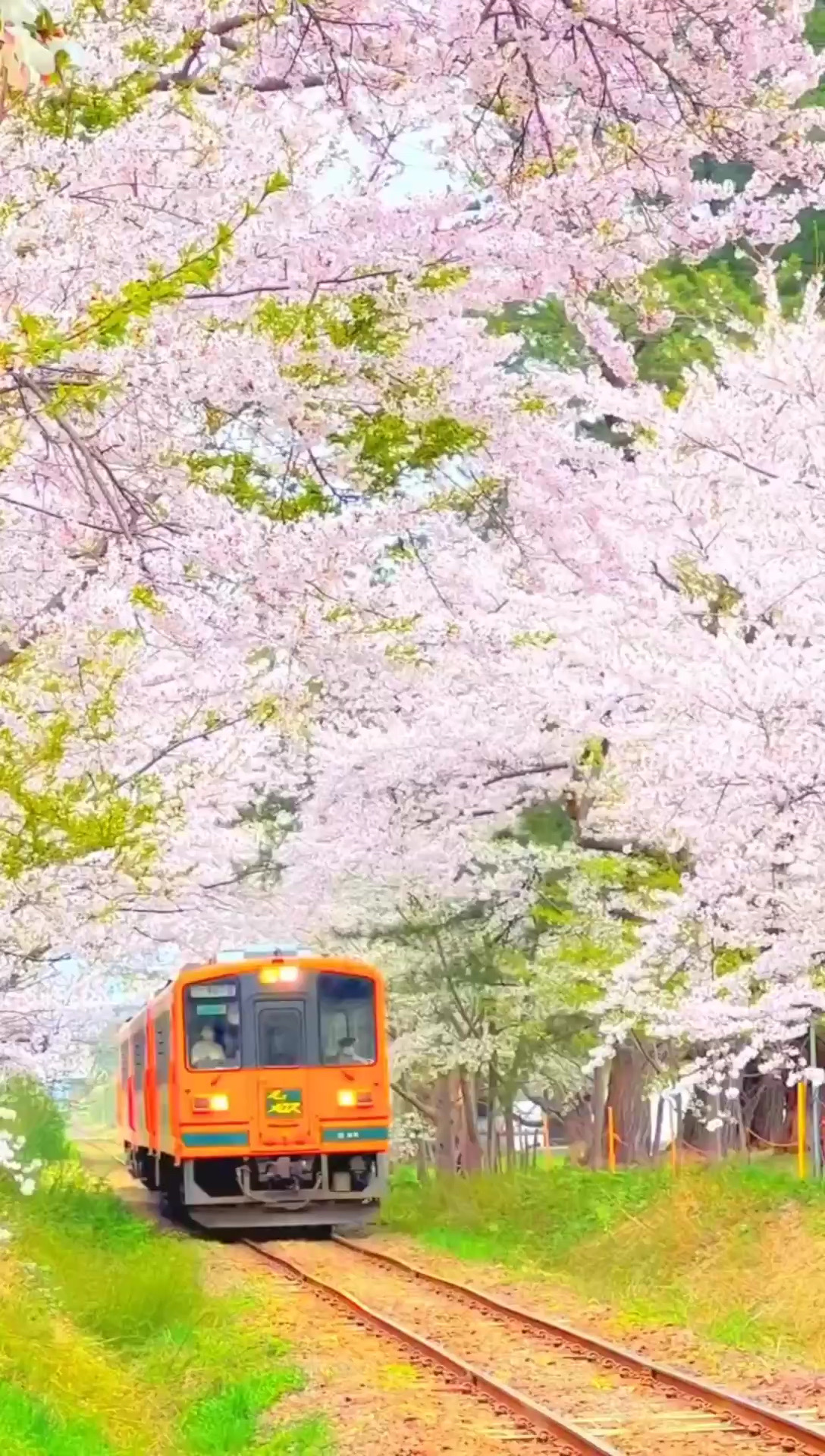 日本🌸开往春天的樱花列车，美到窒息~