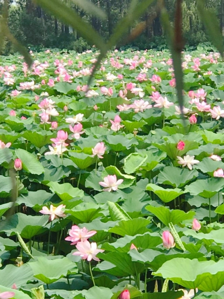 新民西湖景区——碧海连天的荷花别样红！