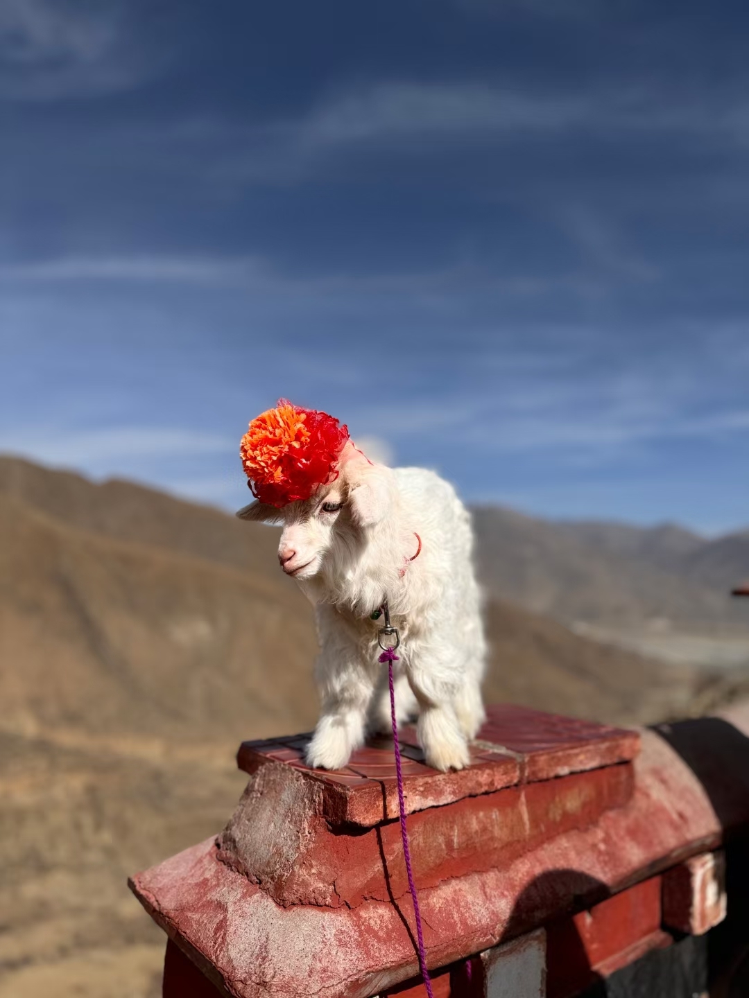 #一起去西藏西藏之旅第四站，羊湖。海拔4667米没有高反我把我骄傲坏了[Clap]，满眼碧水蓝天，不