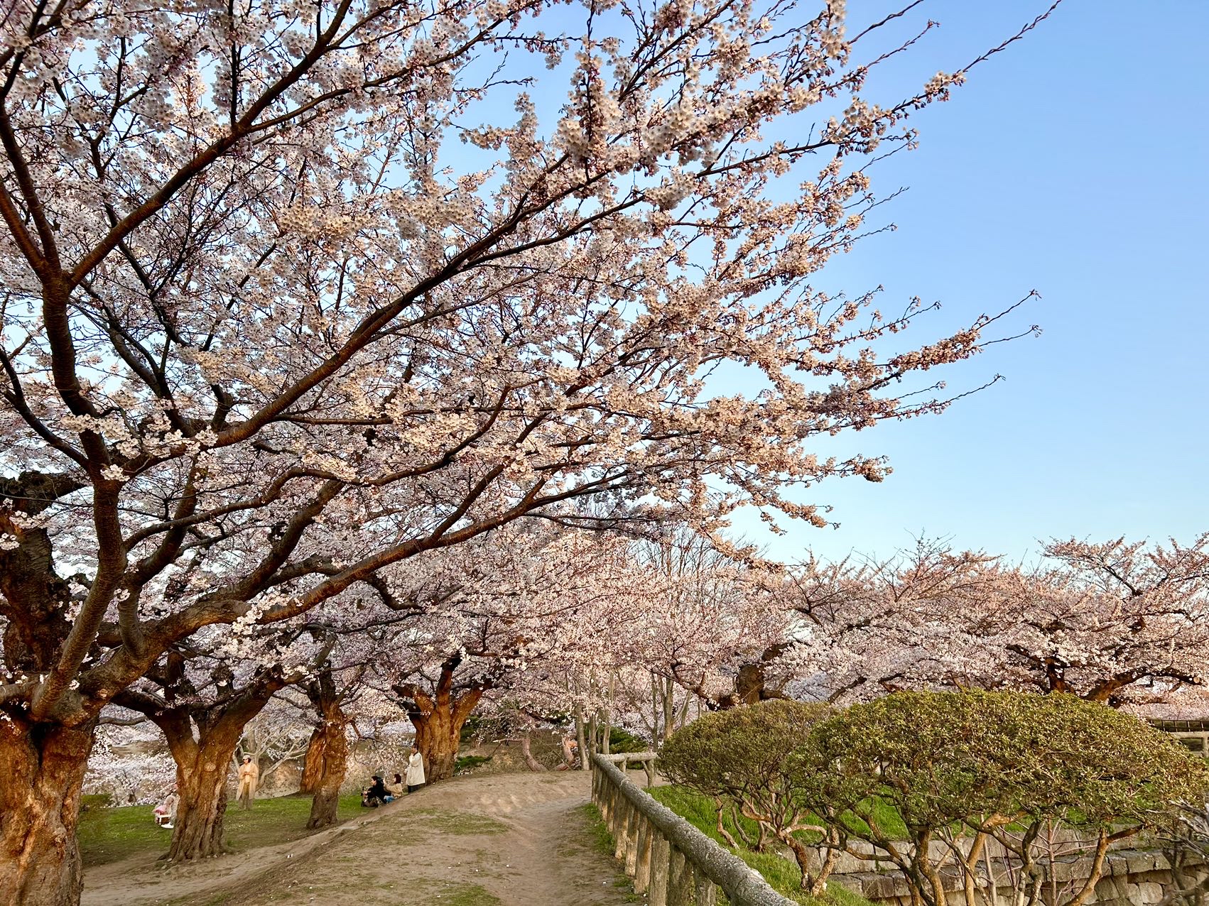 北海道这个季节樱花盛开了