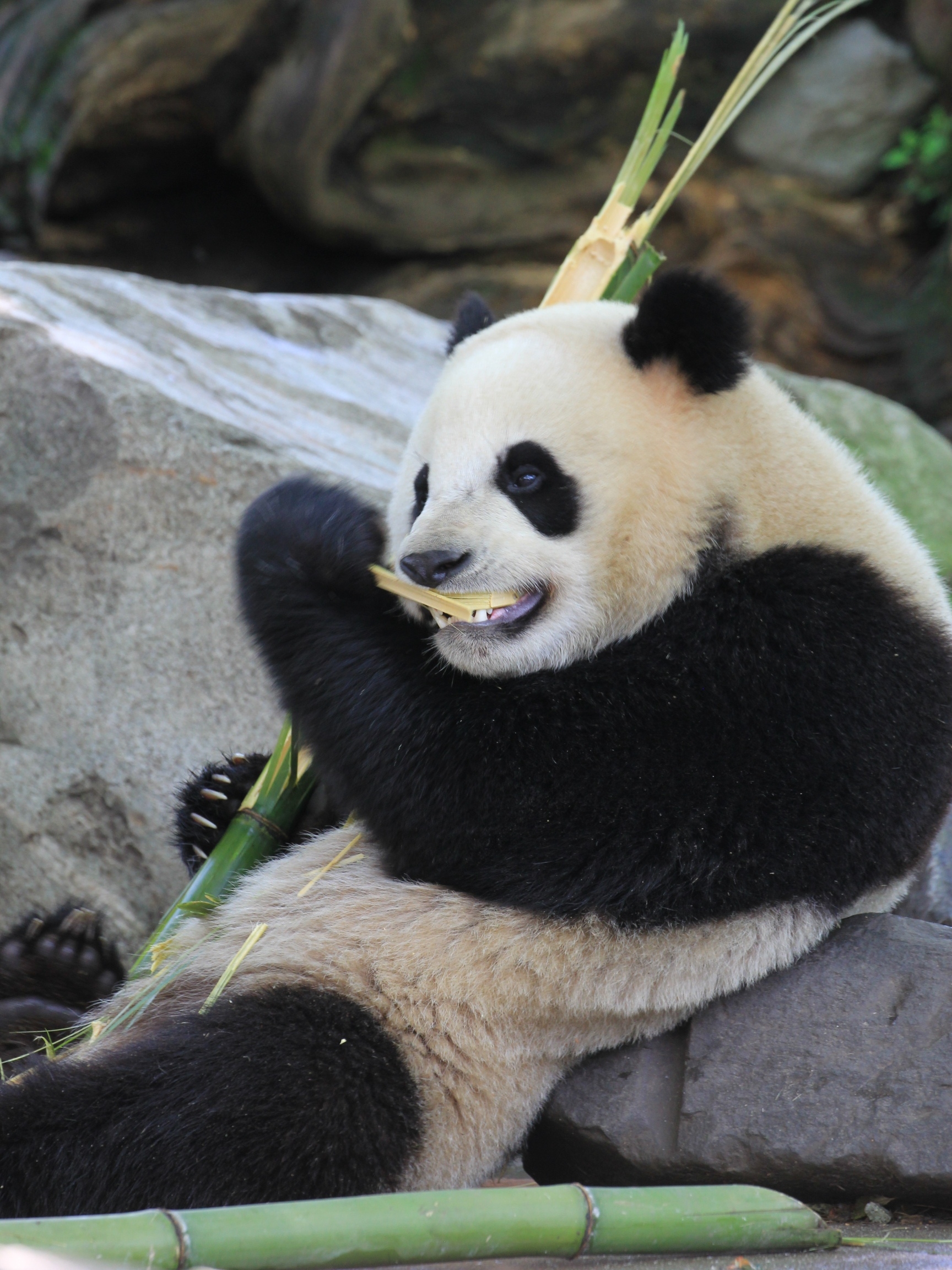 大熊猫的第一要务——吃