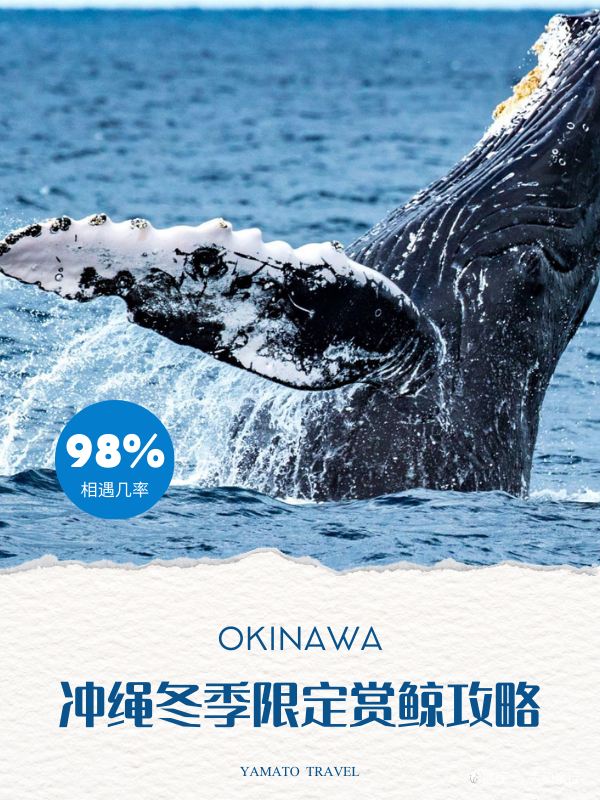 冲绳冬季超人气限定行程推荐-赏鲸全攻略！