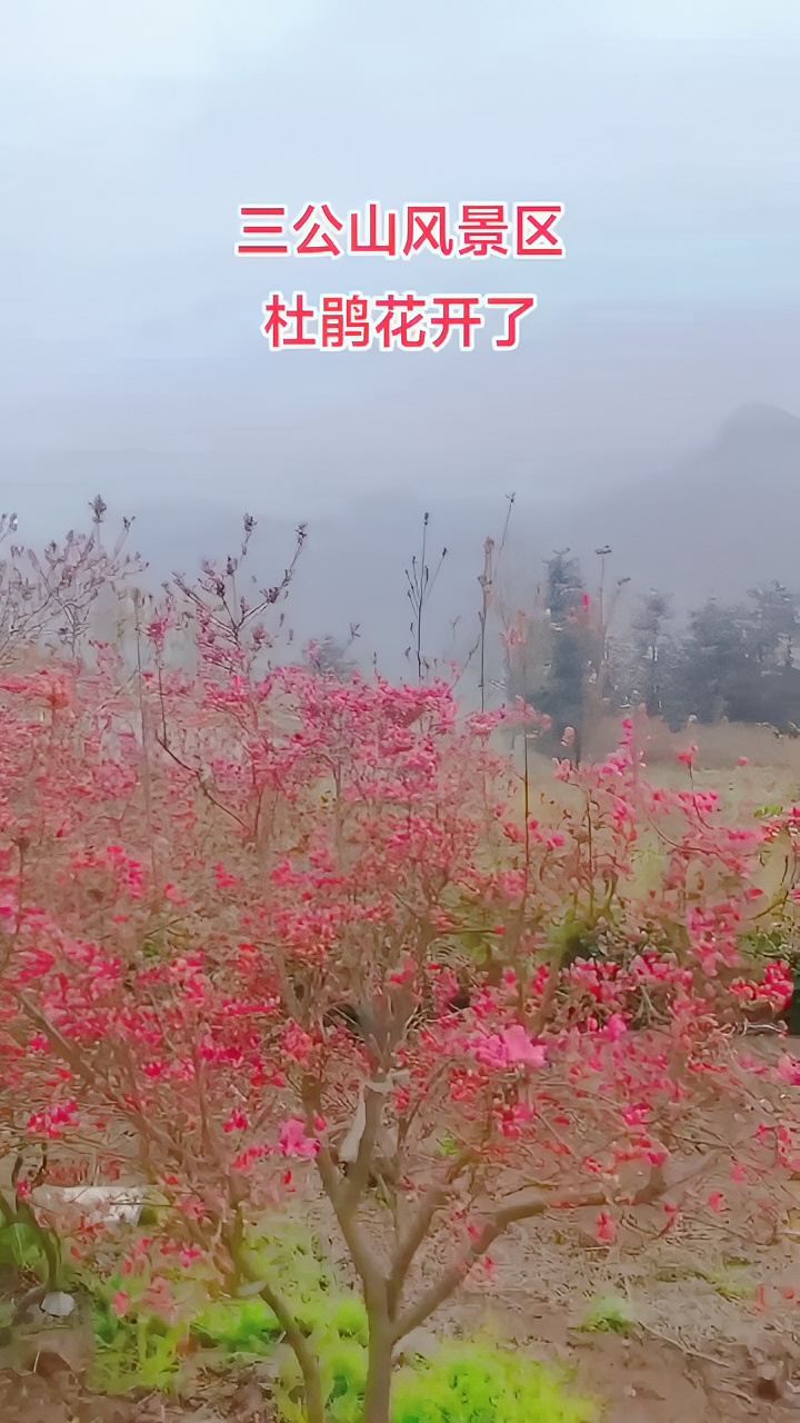 杜鹃花开了