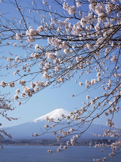 富士山赏樱花