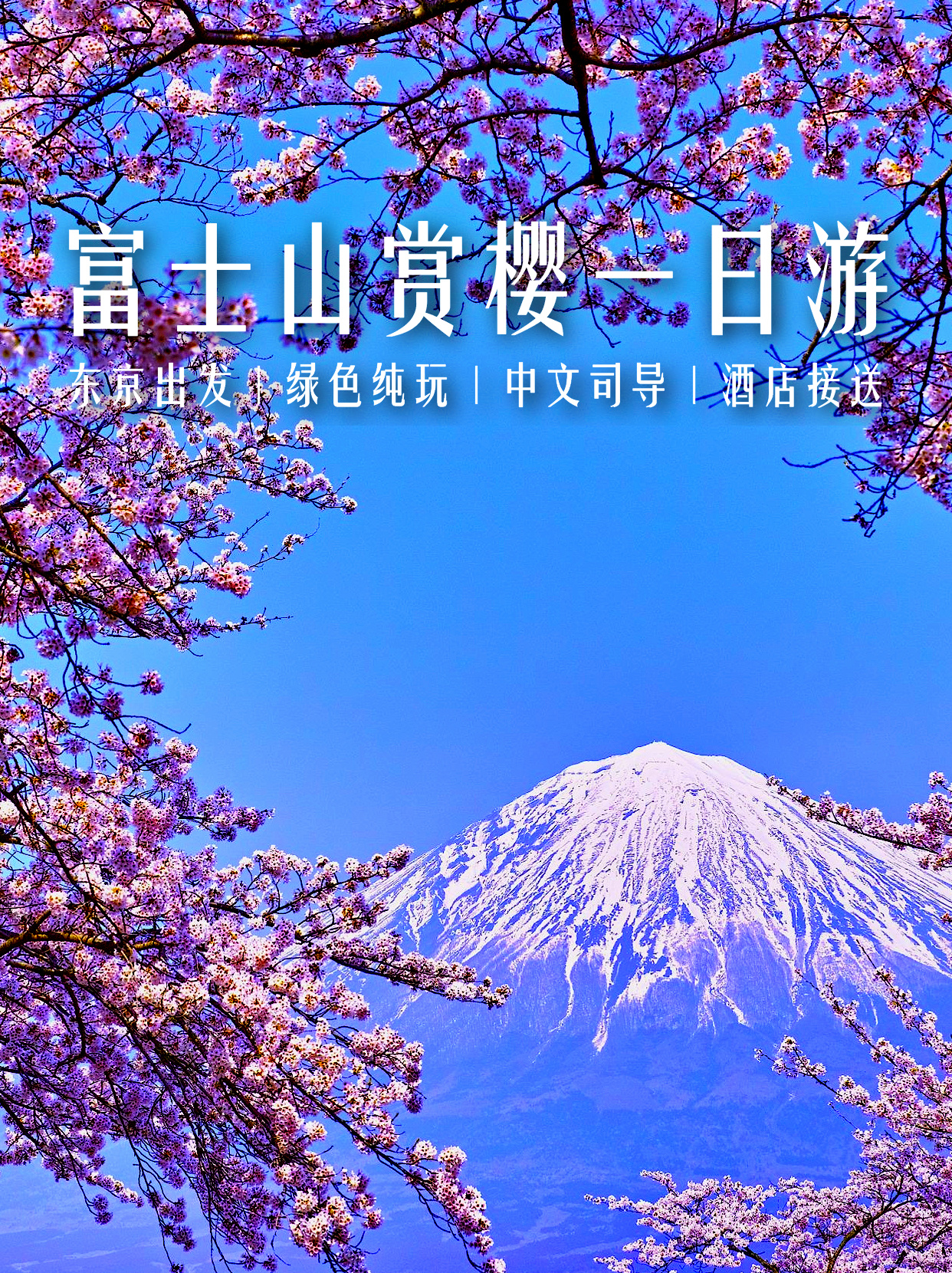 错过要等一年❗🌸富士山赏樱一日游